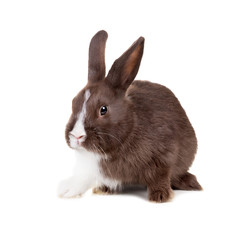 The two-color rabbit isolated on white background
