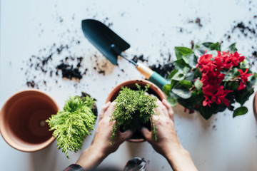 Woman's hands transplanting plant.