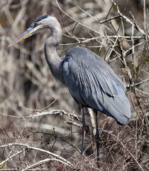 Great Blue Heron in Florida