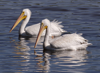 Two White Pelicans Swimming