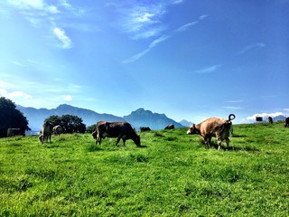 Cows eating in a grass field in Fussen Germany
