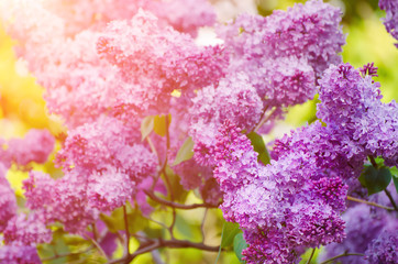Branch of lilac flowers with the leaves, macro image with sunshine