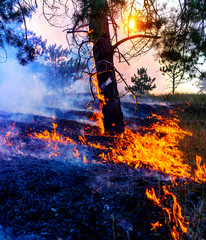 Forest fire. Burned trees after wildfire, pollution and a lot of smoke.