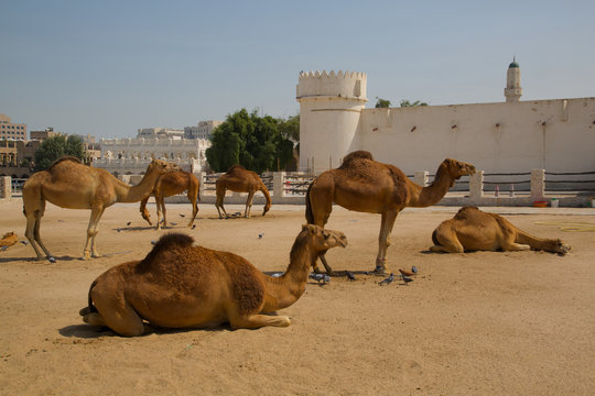 Camels in Camel Souq, Waqif Souq, Doha, Qatar