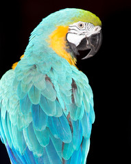 beautiful parrot circus