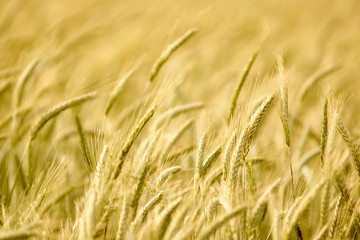 Summer Wheat Crops Field