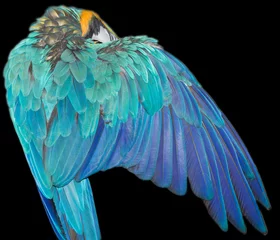 Crédence de cuisine en verre imprimé Perroquet belles ailes de perroquet
