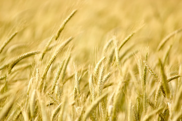 Summer Wheat Crops Field