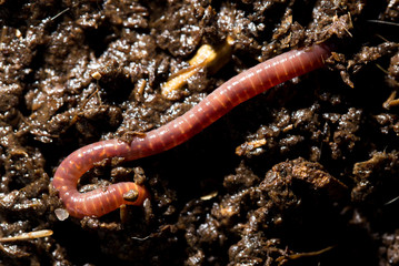 red worms in compost. macro