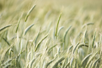 Beautiful background of motion blurred wheat field in the summer