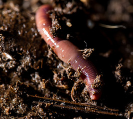 red worms in compost. macro