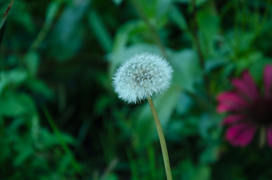 Fototapeta White fluffy dandelion
