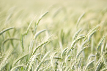 Beautiful background of motion blurred wheat field in the summer