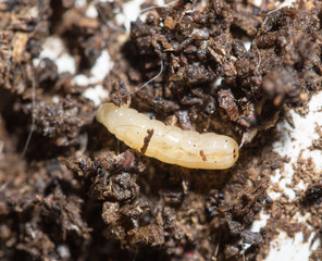 white fly larvae in the soil. macro