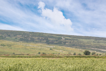A field of grass during a sunny summer day