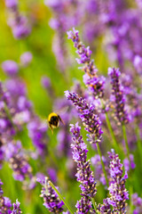 Rows of scented flowers with honey bees collecting  pollen and nectar in lavender field in Stratford-Upon-Avon