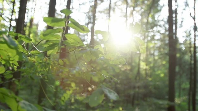 Sun Shines Through Green Leaves In Forrest