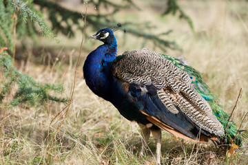  Peacock
