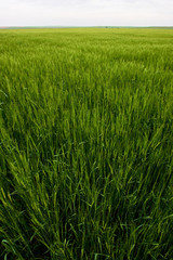 Wheat field in Valladolid, Spain
