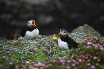 Puffin birds on Shetland Islands
