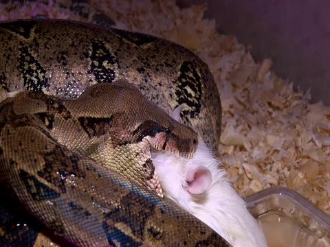 Snake constrictor eats white rat, closeup shot