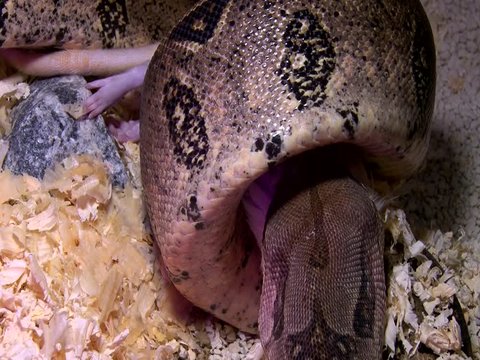 Constrictor snake eats rat in swamp, closeup