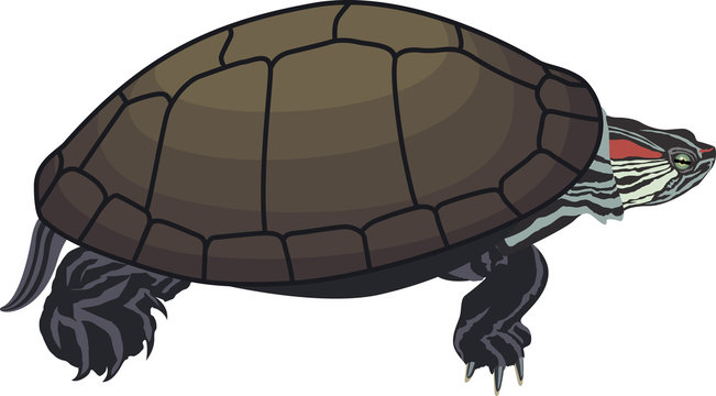 Vector Red-eared Slider Turtle