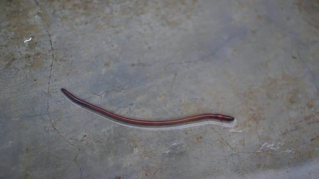 Earthworms are ramble in the Rain