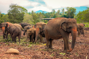 Naklejka na ściany i meble Group of Elephants, Sri Lanka