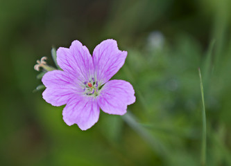 Fototapeta na wymiar Flower of a wild Geranium species, UK.