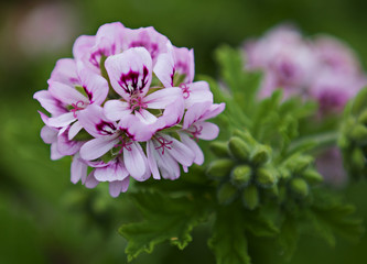 Flower head of Sweet-scented Geranium (Pelargonium graveolens), Cornwall, UK.