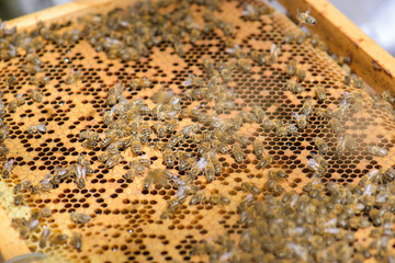 Closeup of bees on frame of beehive