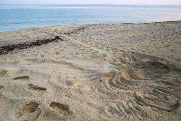 屋久島永田いなか浜 砂浜に残されたウミガメの足跡