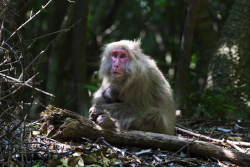 屋久島の世界遺産エリア、西部林道のヤクザル