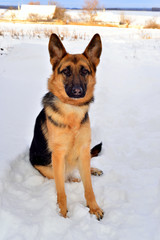 Beautiful German Shepherd in full growth on a walk in the snow.