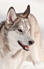 Gray Wolf Hybrid in the Snow