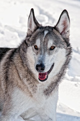 Naklejka premium Gray Wolf Hybrid in the Snow