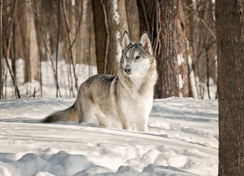 Gray Wolf Hybrid in the Snow