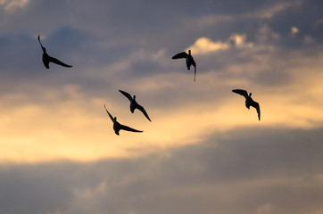 Silhouetted Flock of Ducks Flying in the Sunset Sky