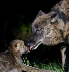 Tableaux ronds sur aluminium Loup mother wolf greeting pup