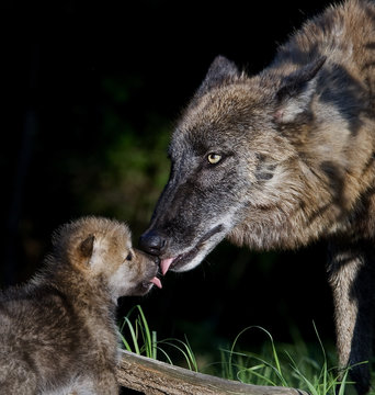mother wolf greeting pup
