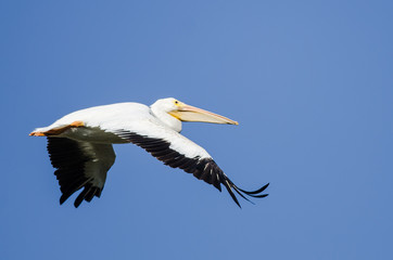 American White Pelican Flying in a Blue Sky