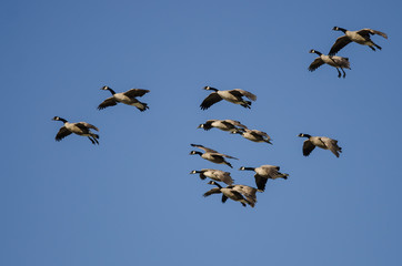 Flock of Canada Geese Flying in a Blue Sky