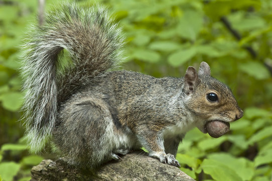 squirrel with acorn in mouth