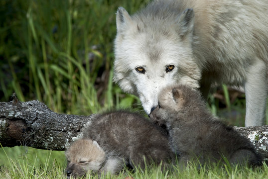 Arctic Wolf Mother Watching Over Puppies
