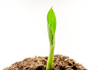 Concept birth of idea- sprout from soil on white background