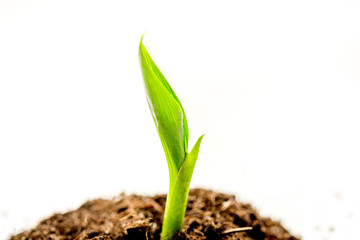 Concept birth of idea- sprout from soil on white background