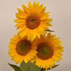 Bouquet of sunflowers isolated on white background. Flat lay, to