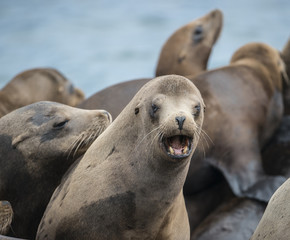 Fototapeta premium California Sea Lion Teeth