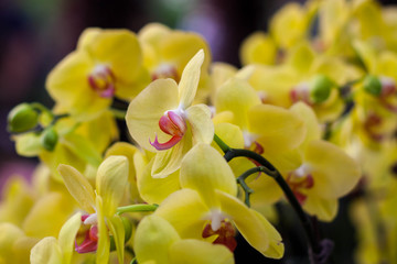 Fototapeta na wymiar Beautiful yellow orchid in garden